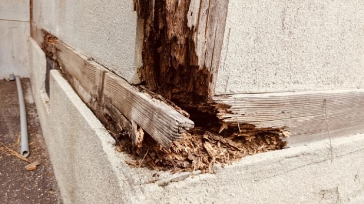 シロアリによる建物の被害と症状