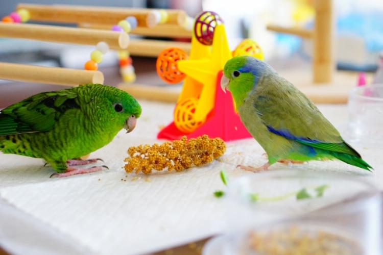 2羽のマメルリハ